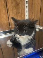 Cat 25686 (Eloise), an adoptable Maine Coon in Parlier, CA, 93648 | Photo Image 6