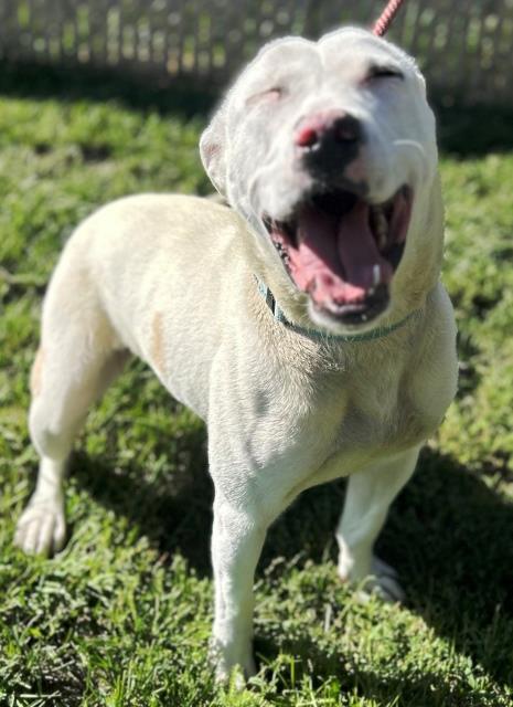 Gwen, an adoptable American Staffordshire Terrier in Pagosa Springs, CO, 81147 | Photo Image 1