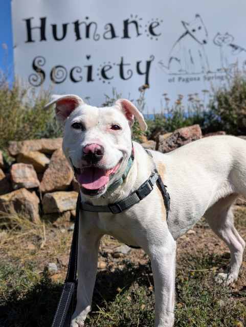 Gwen, an adoptable American Staffordshire Terrier in Pagosa Springs, CO, 81147 | Photo Image 1