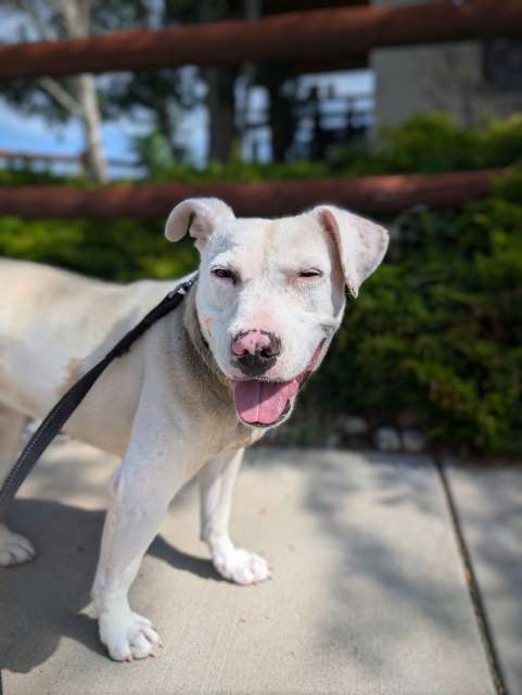 Gwen, an adoptable American Staffordshire Terrier in Pagosa Springs, CO, 81147 | Photo Image 2