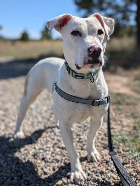 Gwen, an adoptable American Staffordshire Terrier in Pagosa Springs, CO, 81147 | Photo Image 3