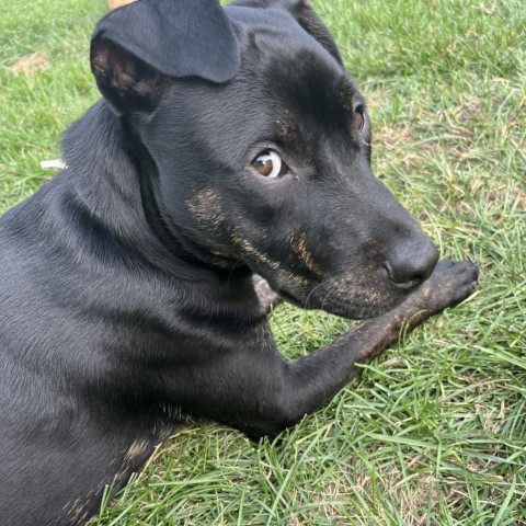 Cricket, an adoptable Mixed Breed in Bismarck, ND, 58507 | Photo Image 1