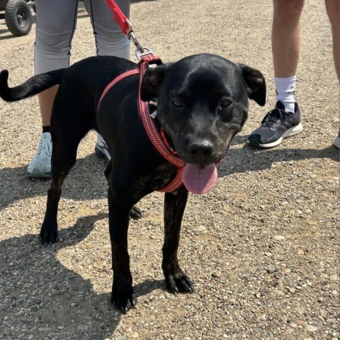 Cricket, an adoptable Mixed Breed in Bismarck, ND, 58507 | Photo Image 3