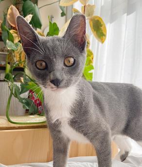 Sesame Domestic Short Hair Cat