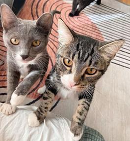 Hi Were Chia and Sesame We were rescued in the Central Valley Im a sweet affectionate and play