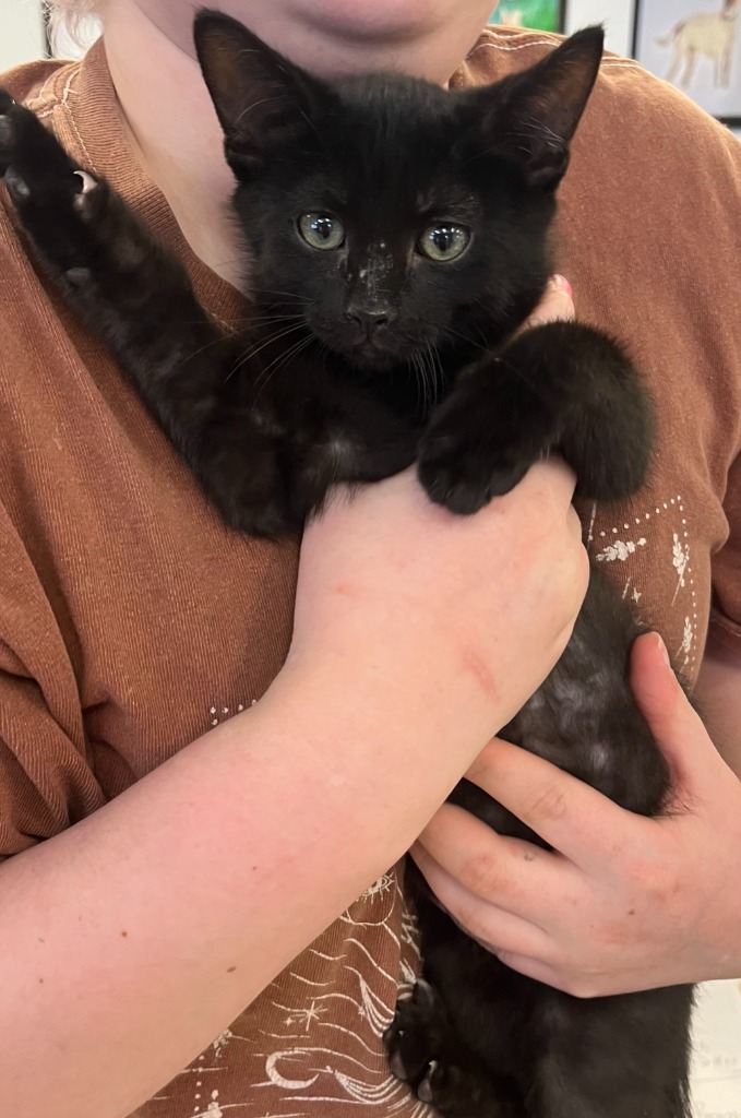 Clyde, an adoptable Domestic Short Hair in Heber City, UT, 84032 | Photo Image 1