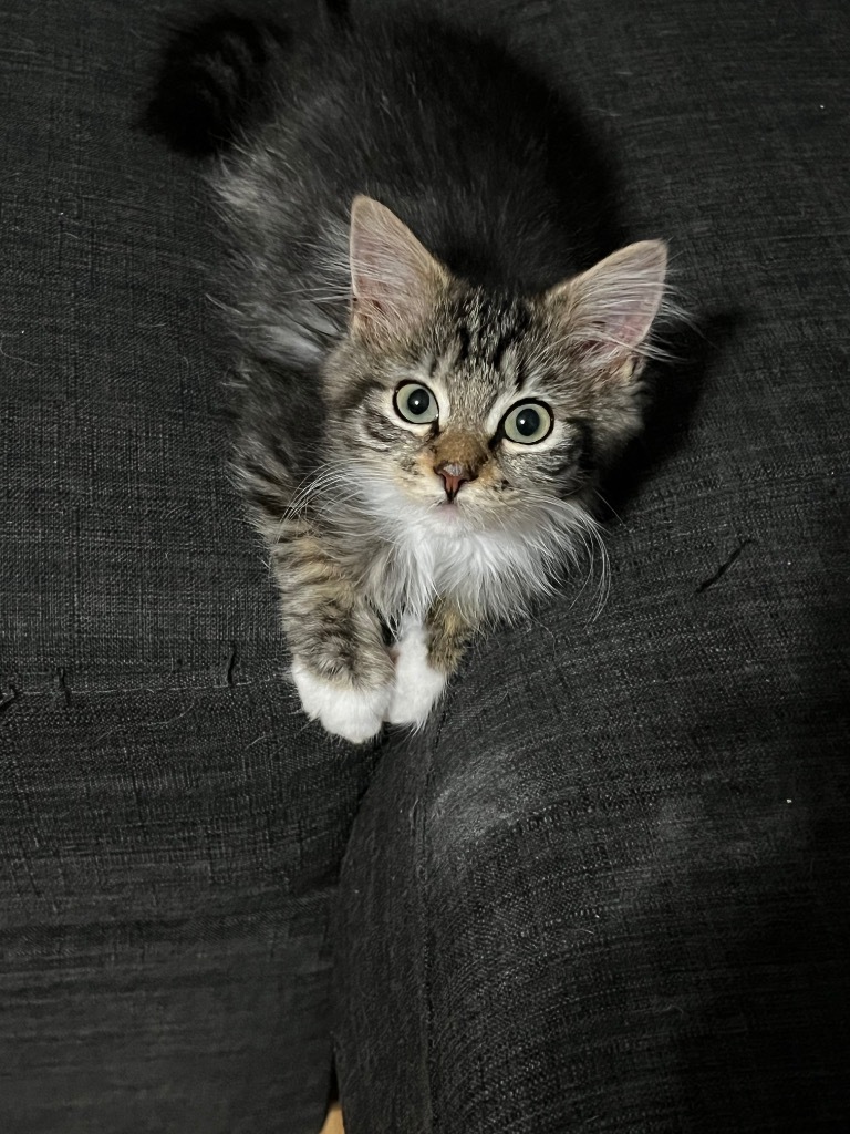 Kosta Louisa, an adoptable Domestic Medium Hair in Gorham, ME, 04038 | Photo Image 1