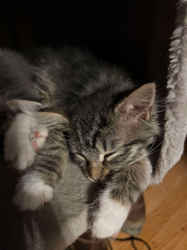 Kosta Louisa, an adoptable Domestic Medium Hair in Gorham, ME, 04038 | Photo Image 2