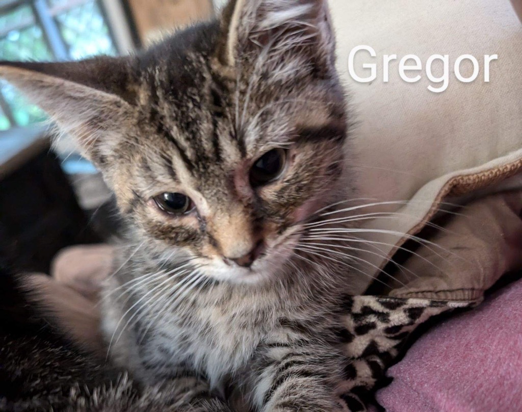 Gregor Windsor, an adoptable Domestic Short Hair in Gorham, ME, 04038 | Photo Image 1