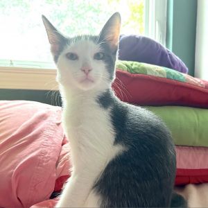 Eclipse, Young Female Domestic Short Hair