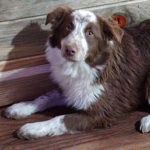 Simon, an adoptable Australian Shepherd in Ada, MN, 56510 | Photo Image 1