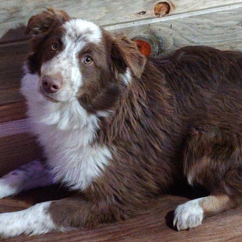 Simon, an adoptable Australian Shepherd in Ada, MN, 56510 | Photo Image 2