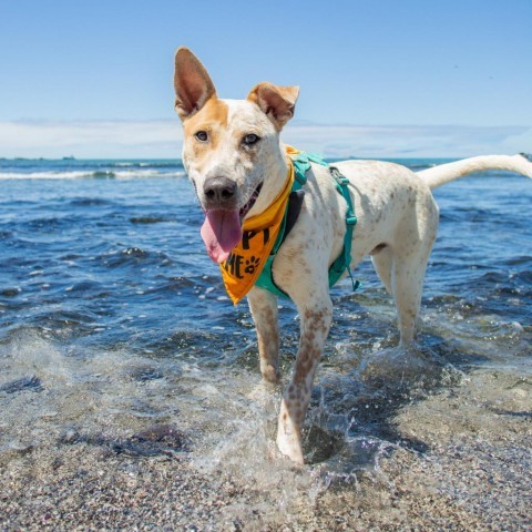 Koa, an adoptable Mixed Breed in Kailua Kona, HI, 96740 | Photo Image 1