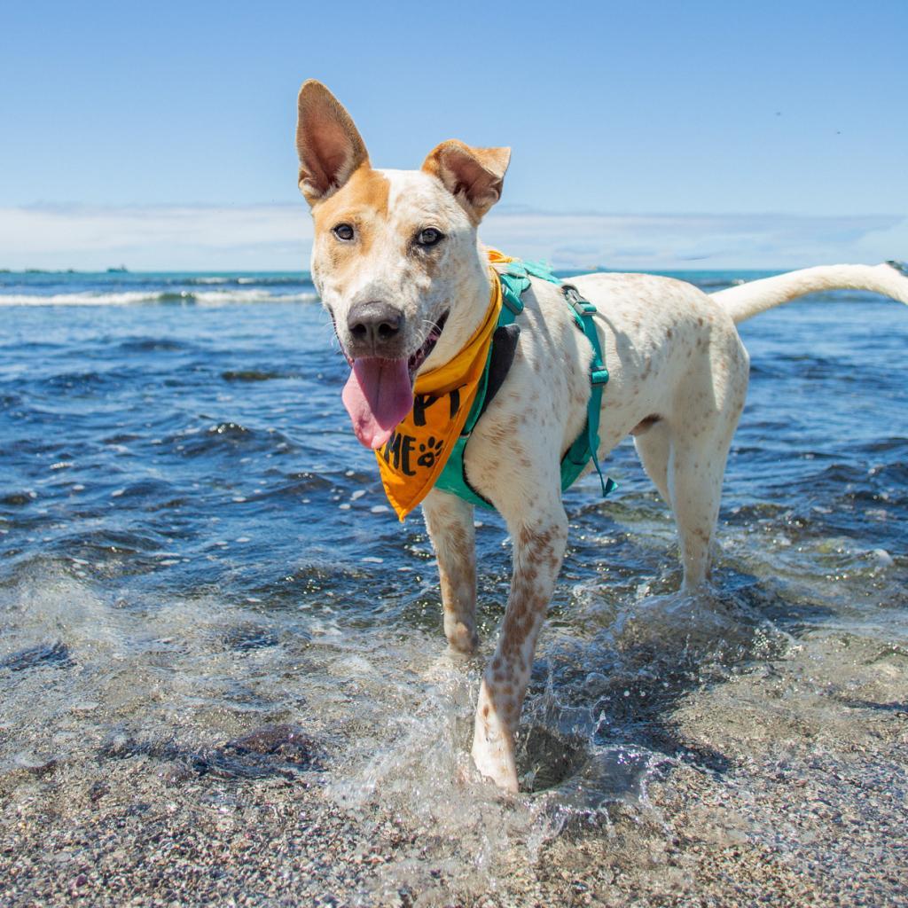 Koa, an adoptable Mixed Breed in Kailua Kona, HI, 96740 | Photo Image 1