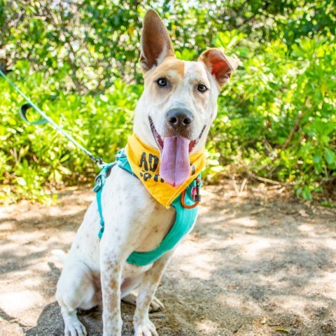 Koa, an adoptable Mixed Breed in Kailua Kona, HI, 96740 | Photo Image 2