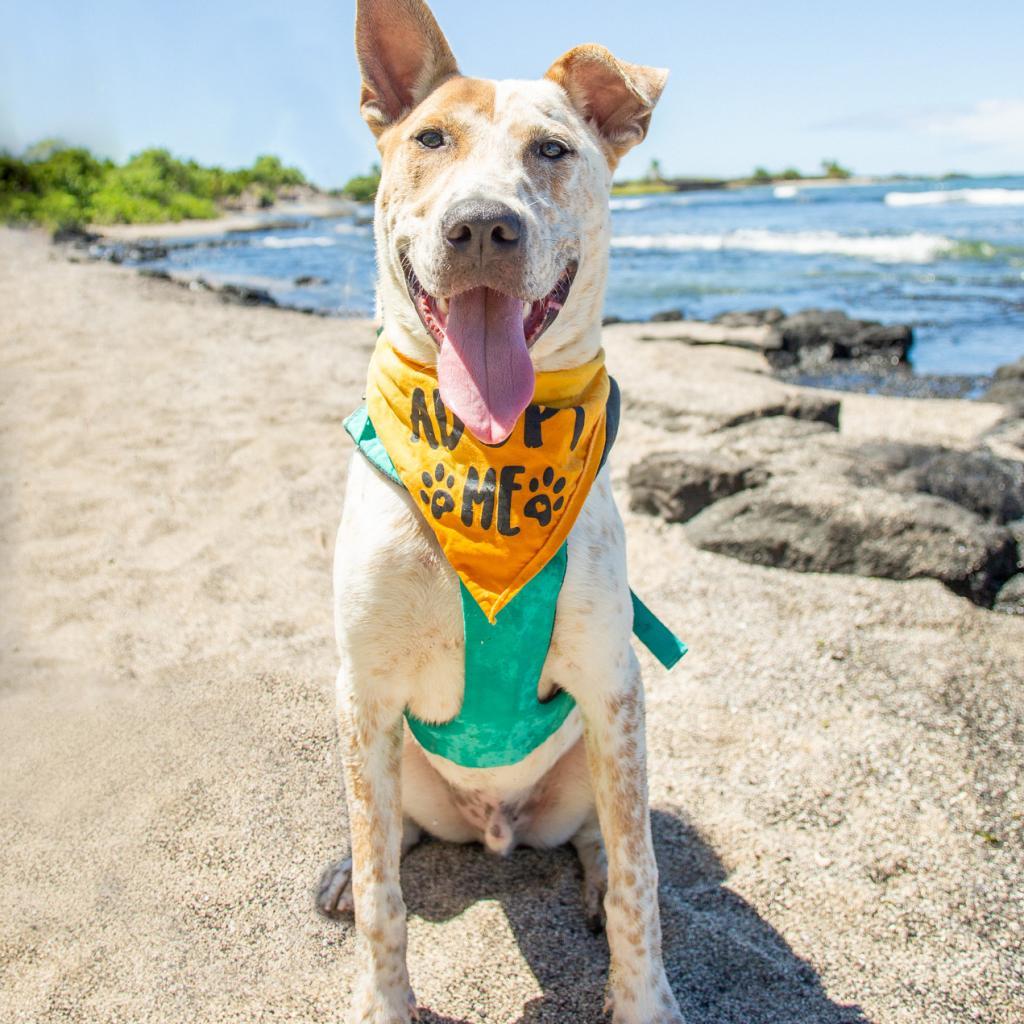 Koa, an adoptable Mixed Breed in Kailua Kona, HI, 96740 | Photo Image 2