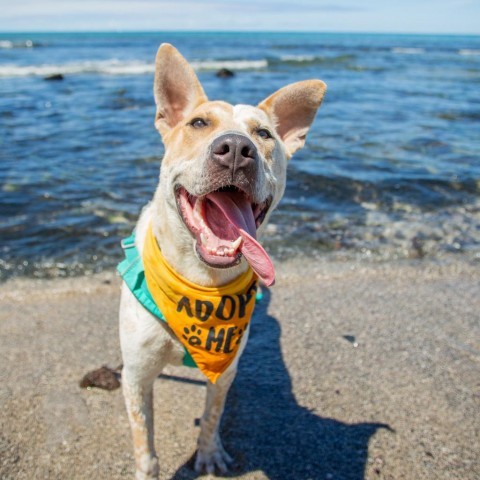 Koa, an adoptable Mixed Breed in Kailua Kona, HI, 96740 | Photo Image 3