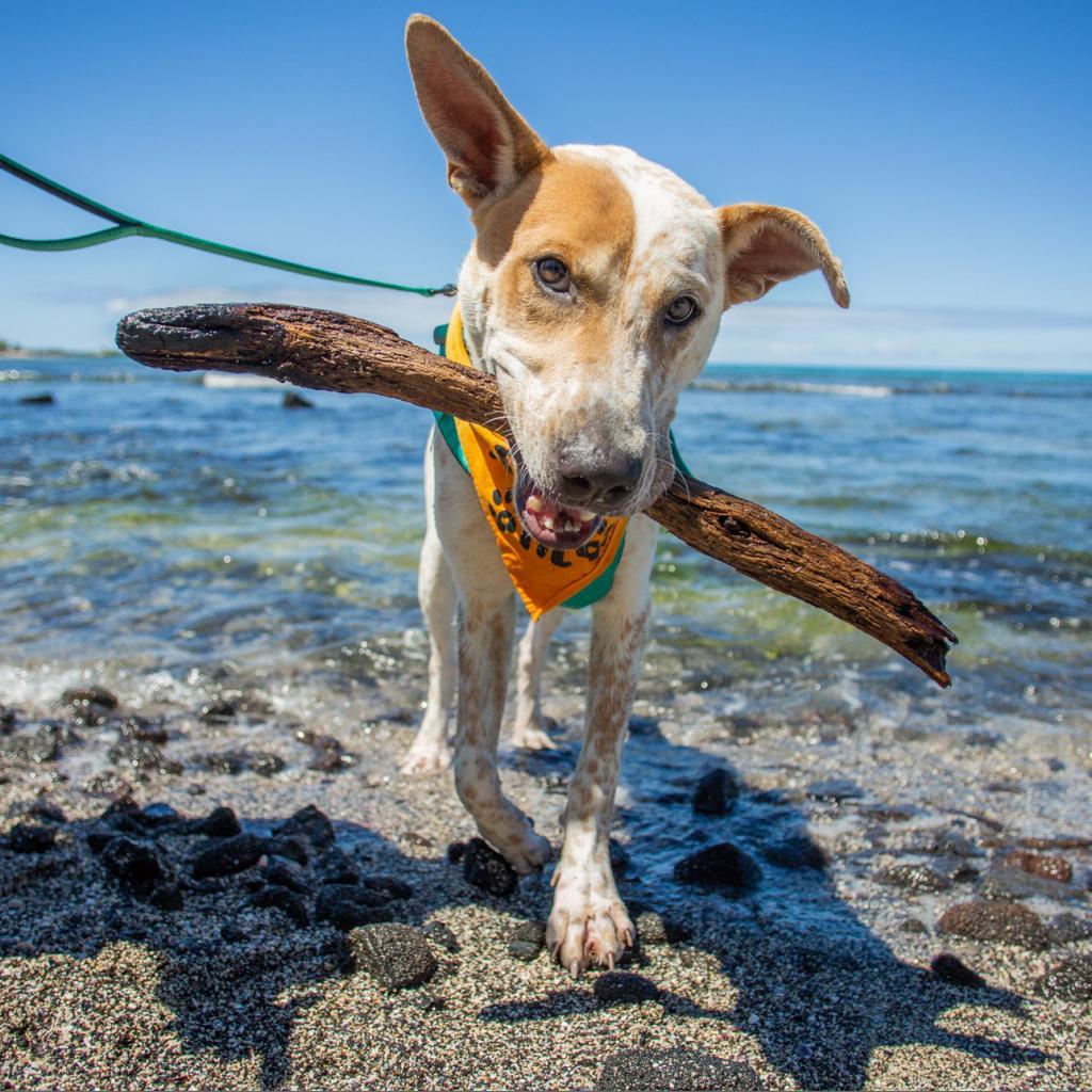 Koa, an adoptable Mixed Breed in Kailua Kona, HI, 96740 | Photo Image 3