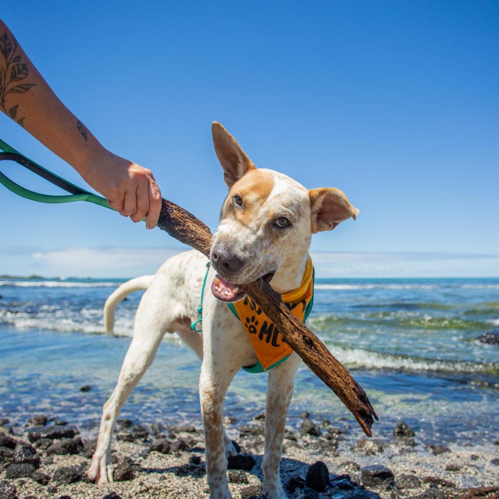 Koa, an adoptable Mixed Breed in Kailua Kona, HI, 96740 | Photo Image 4