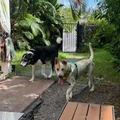 Koa, an adoptable Mixed Breed in Kailua Kona, HI, 96740 | Photo Image 5