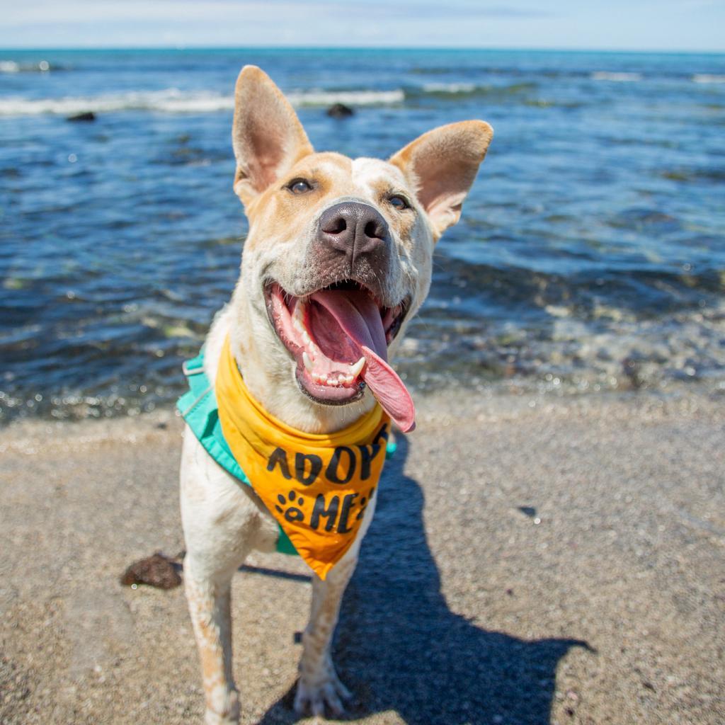 Koa, an adoptable Mixed Breed in Kailua Kona, HI, 96740 | Photo Image 5