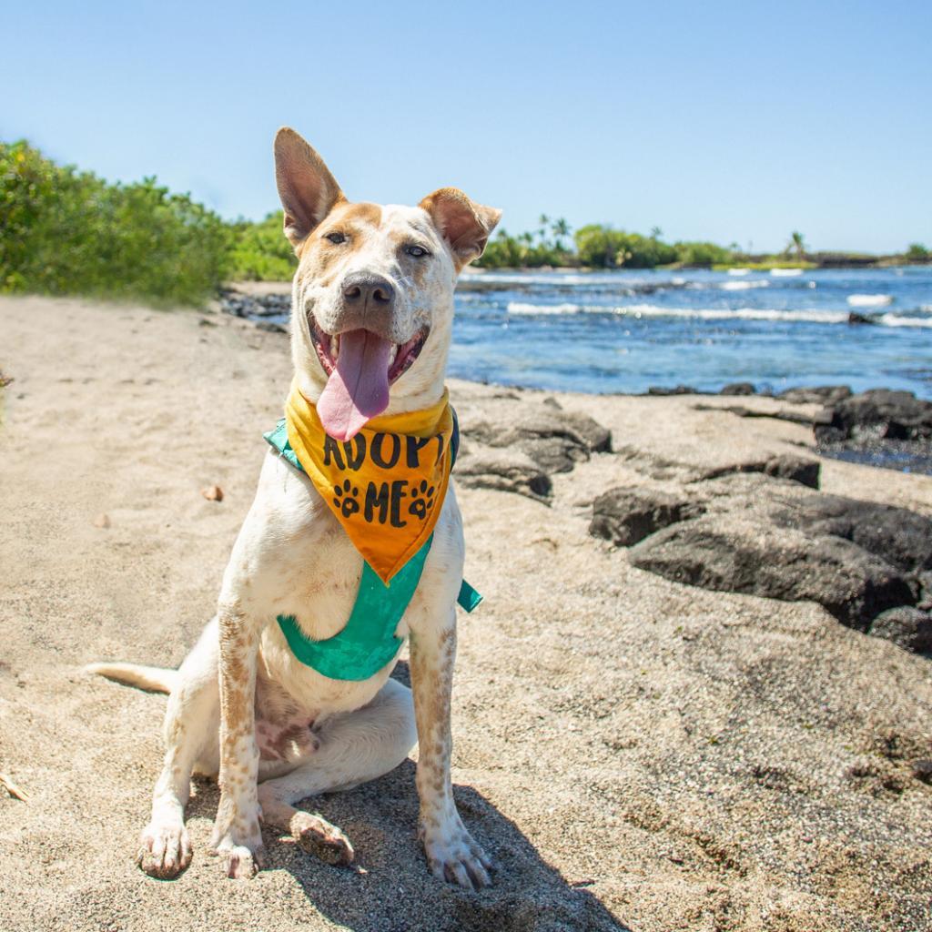 Koa, an adoptable Mixed Breed in Kailua Kona, HI, 96740 | Photo Image 6