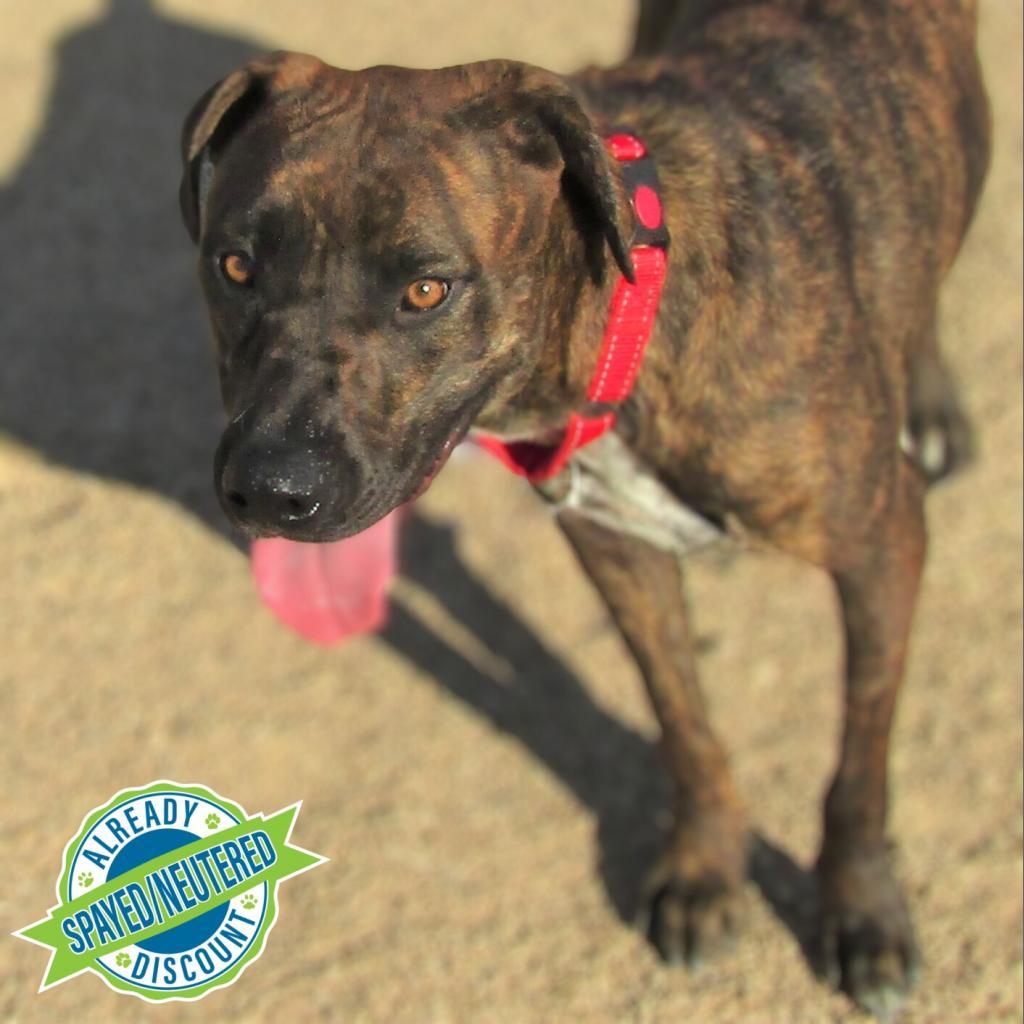 Baby Girl, an adoptable Mixed Breed in Las Cruces, NM, 88012 | Photo Image 1