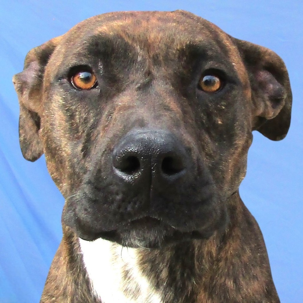 Baby Girl, an adoptable Mixed Breed in Las Cruces, NM, 88012 | Photo Image 1