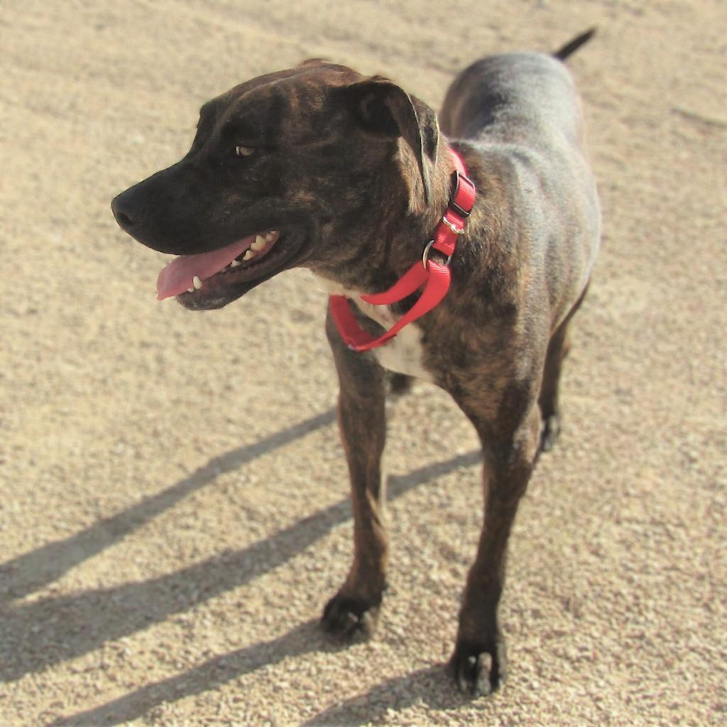 Baby Girl, an adoptable Mixed Breed in Las Cruces, NM, 88012 | Photo Image 2