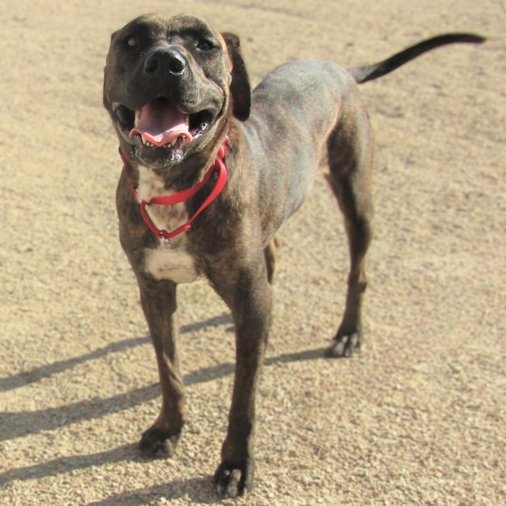 Baby Girl, an adoptable Mixed Breed in Las Cruces, NM, 88012 | Photo Image 3