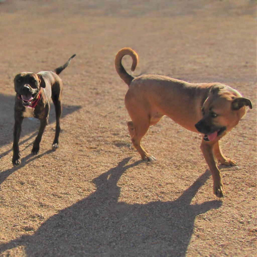 Baby Girl, an adoptable Mixed Breed in Las Cruces, NM, 88012 | Photo Image 5