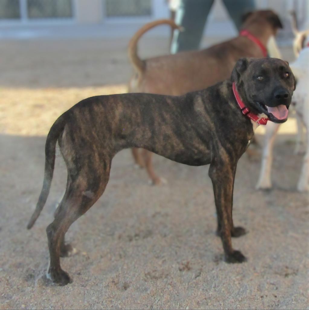 Baby Girl, an adoptable Mixed Breed in Las Cruces, NM, 88012 | Photo Image 6