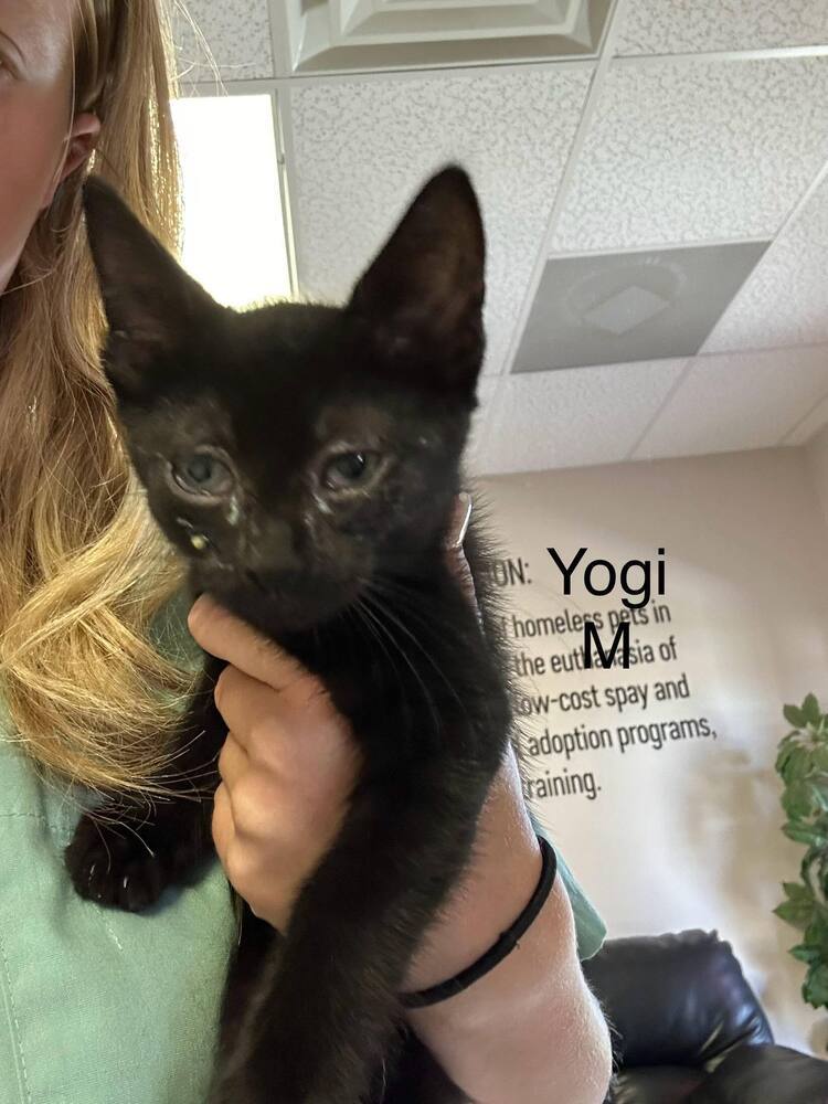 Yogi MM, an adoptable Domestic Short Hair in San Angelo, TX, 76905 | Photo Image 1