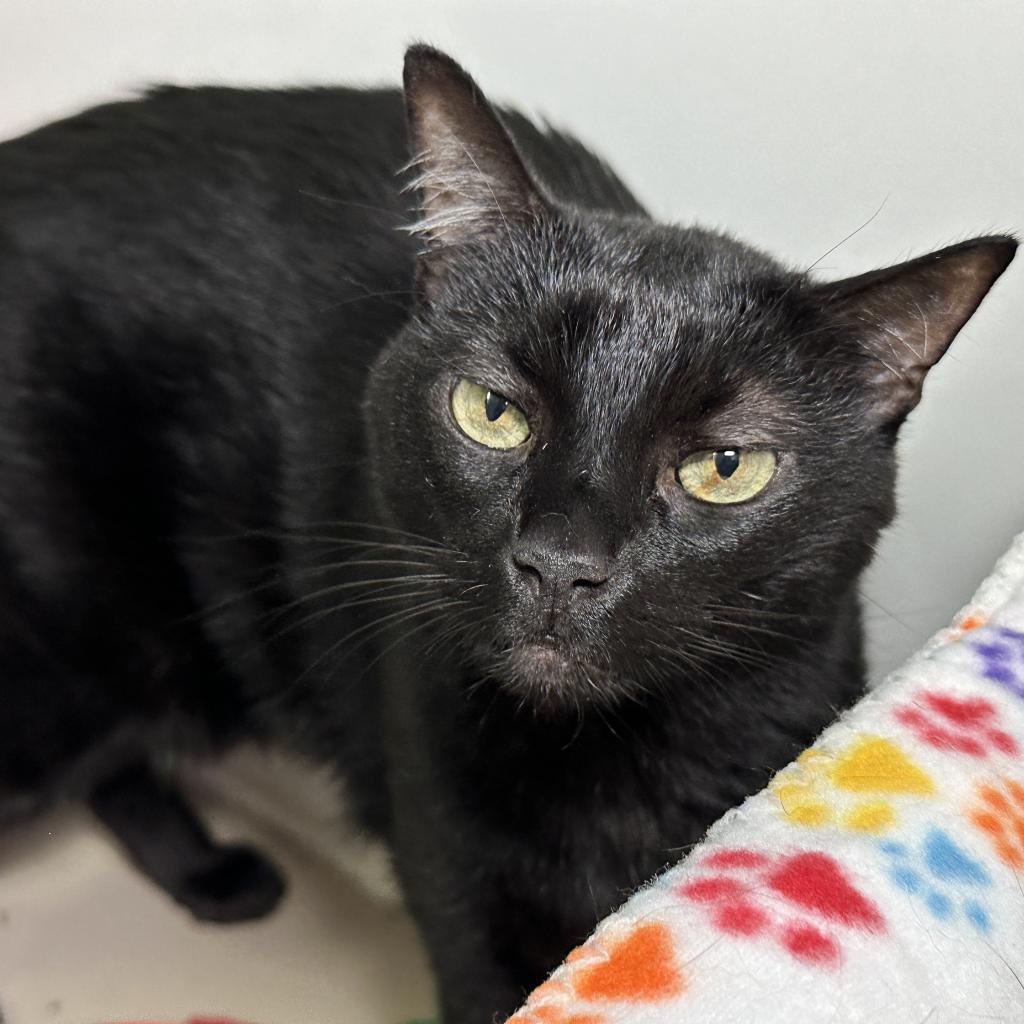 Durango 17, an adoptable Domestic Short Hair in Austin, TX, 78704 | Photo Image 1