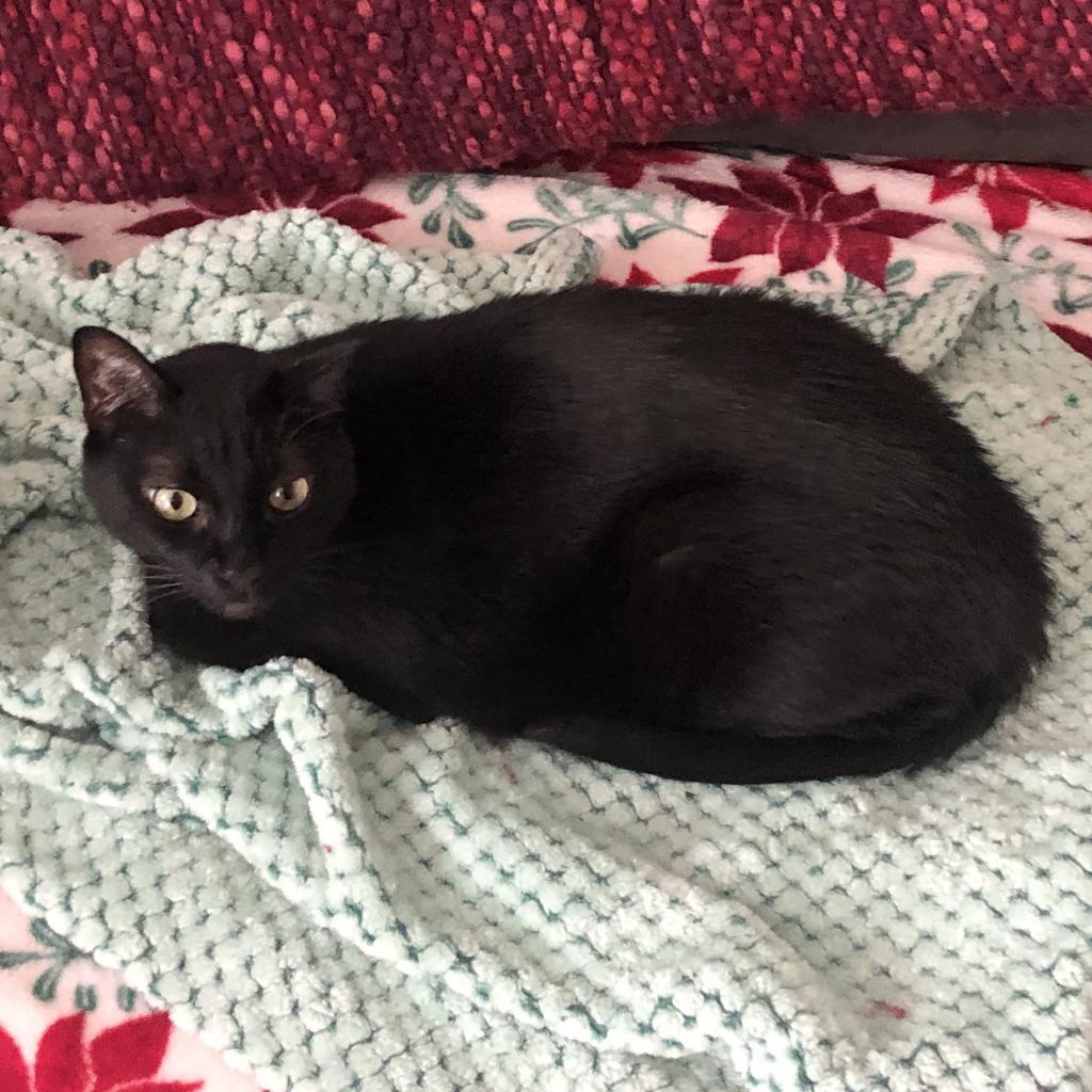 Durango 17, an adoptable Domestic Short Hair in Austin, TX, 78704 | Photo Image 2