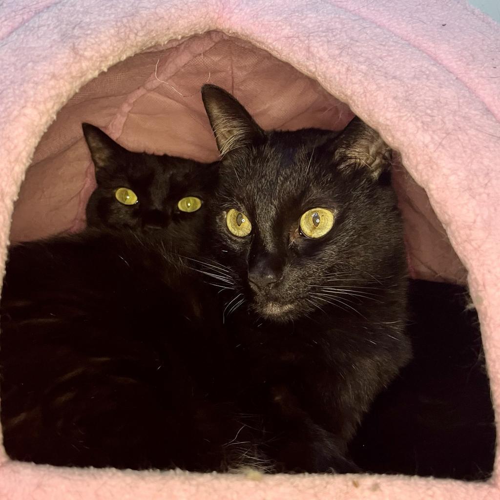 Durango 17, an adoptable Domestic Short Hair in Austin, TX, 78704 | Photo Image 6