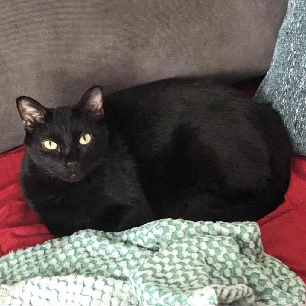 Quince 19, an adoptable Domestic Short Hair in Austin, TX, 78704 | Photo Image 1