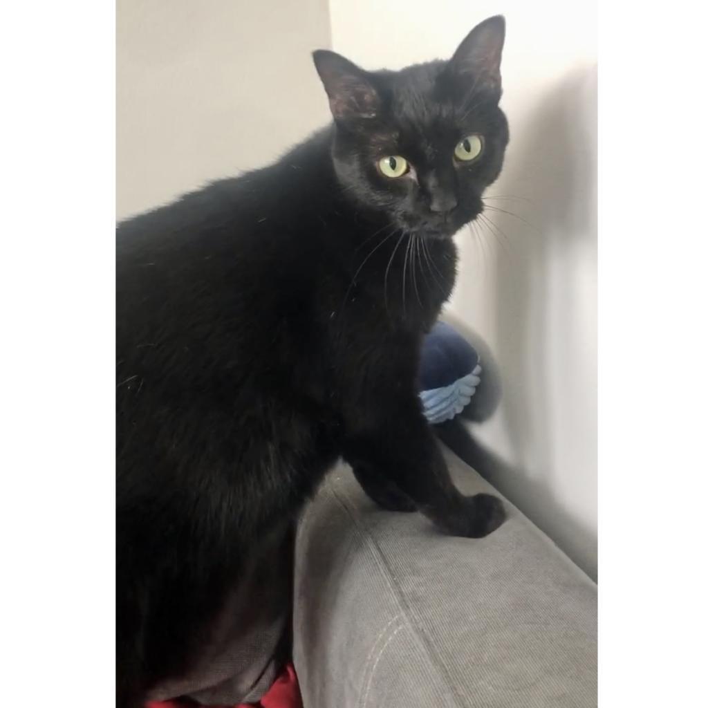 Quince 19, an adoptable Domestic Short Hair in Austin, TX, 78704 | Photo Image 2
