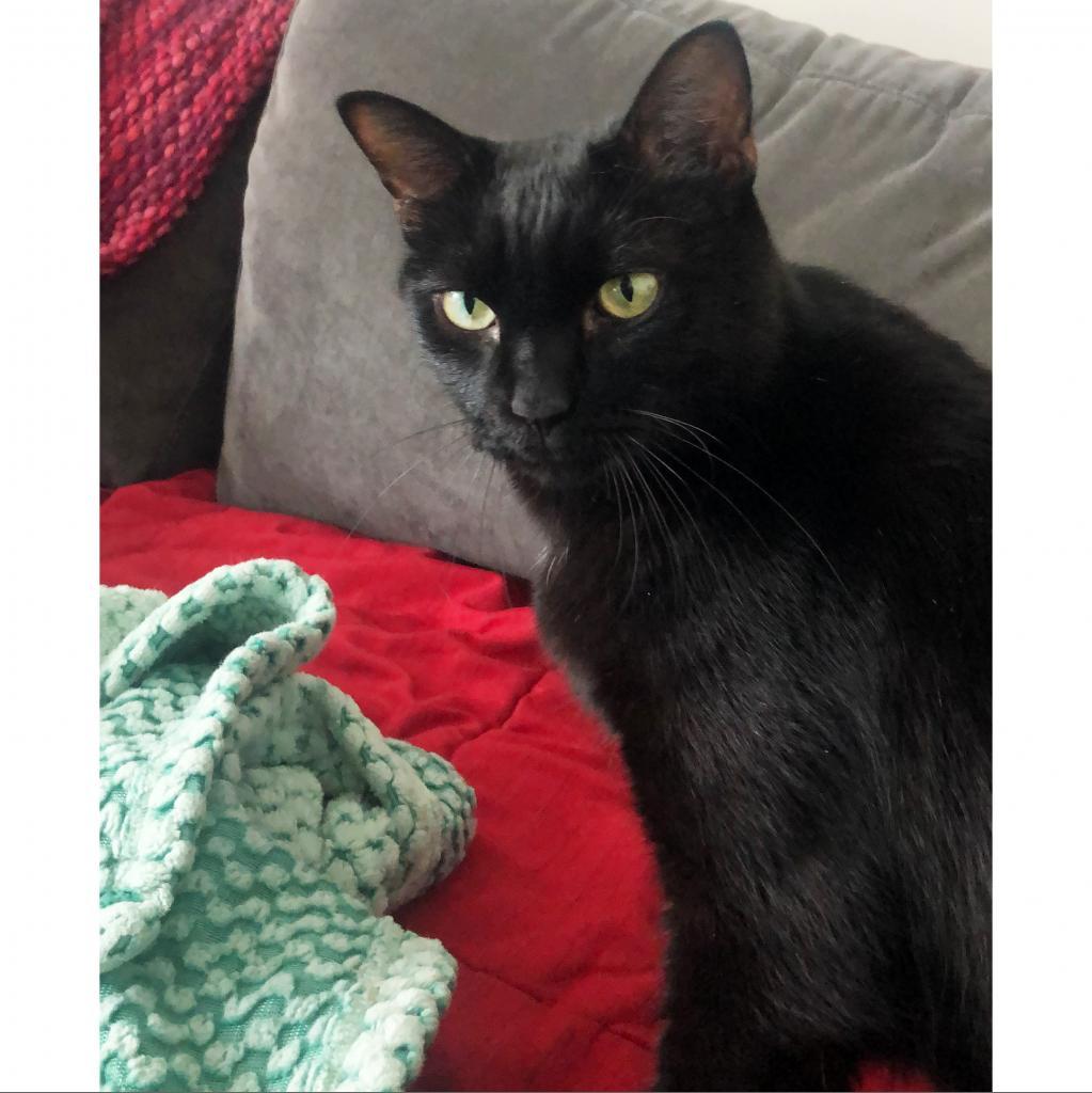 Quince 19, an adoptable Domestic Short Hair in Austin, TX, 78704 | Photo Image 3