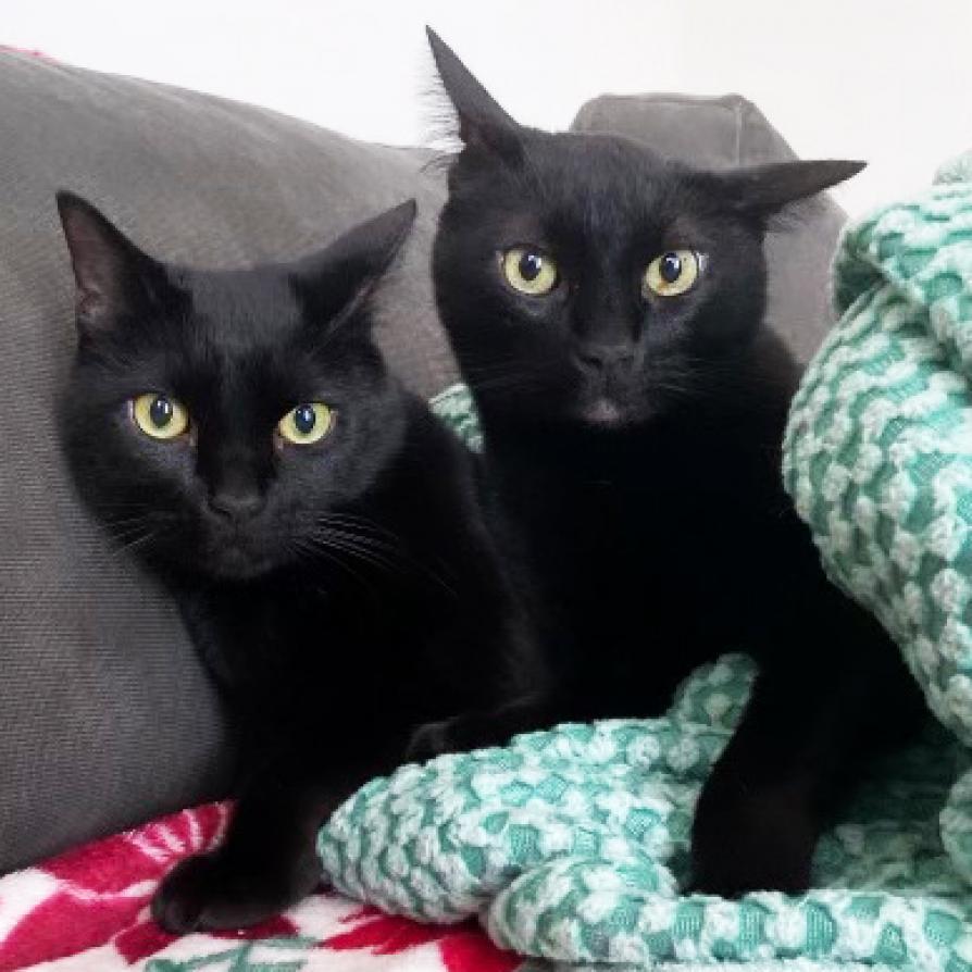 Quince 19, an adoptable Domestic Short Hair in Austin, TX, 78704 | Photo Image 4
