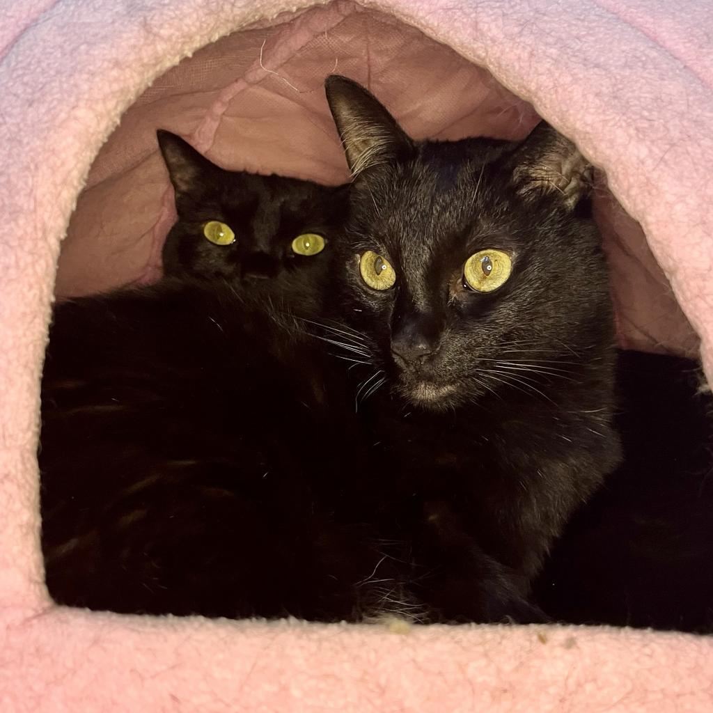 Quince 19, an adoptable Domestic Short Hair in Austin, TX, 78704 | Photo Image 5