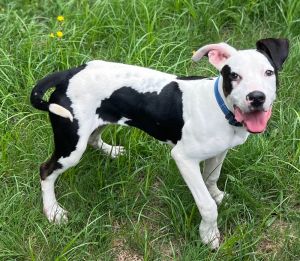 Meet Ryland Little man Ryland came to us from a rural Georgia shelter where he had been brought in 