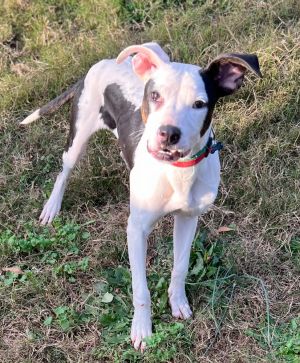 Meet Ryland Little man Ryland came to us from a rural Georgia shelter where he had been brought in 