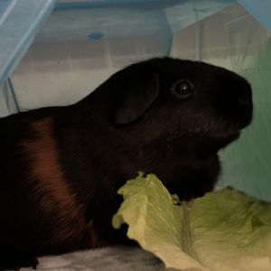 Elvis, Adult Male unknown