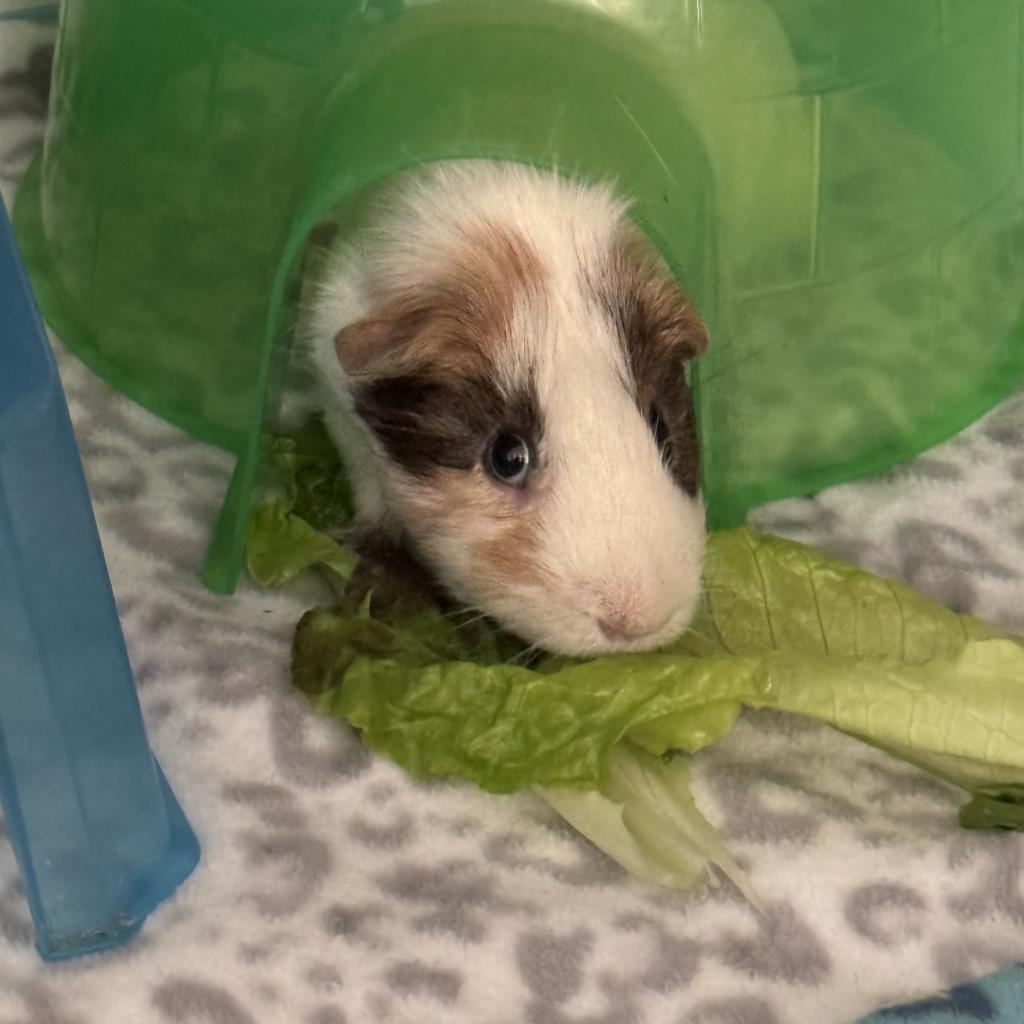 Gandalf