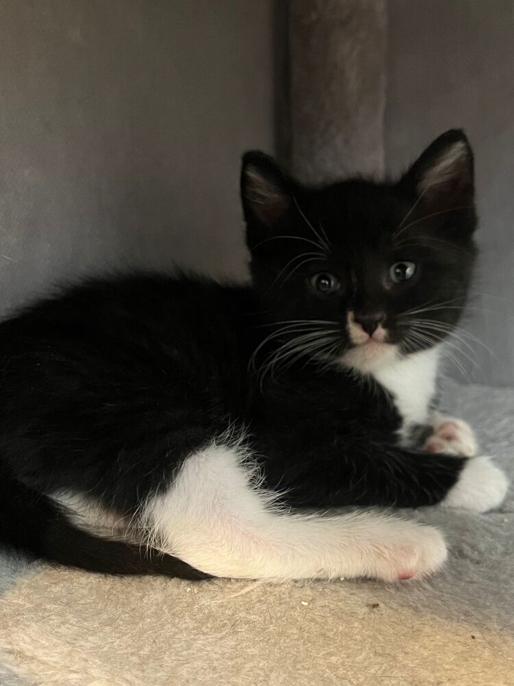 Franz, an adoptable Domestic Short Hair in McPherson, KS, 67460 | Photo Image 3