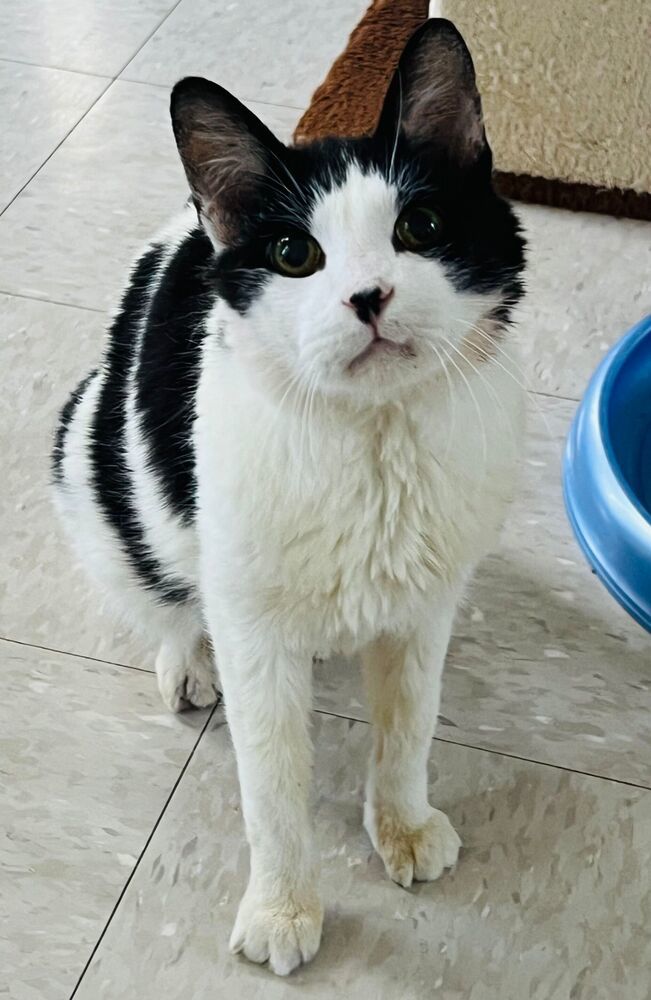 Suki, an adoptable Domestic Short Hair in McPherson, KS, 67460 | Photo Image 3