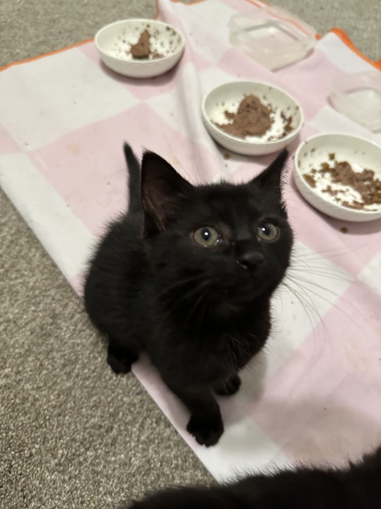 Turnip Head, an adoptable Domestic Short Hair in Fort collins, CO, 80526 | Photo Image 2