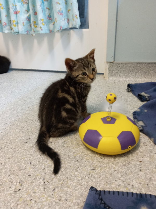 Lupe, an adoptable Tabby in Alturas, CA, 96101 | Photo Image 1