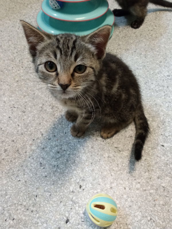 Lupe, an adoptable Tabby in Alturas, CA, 96101 | Photo Image 2